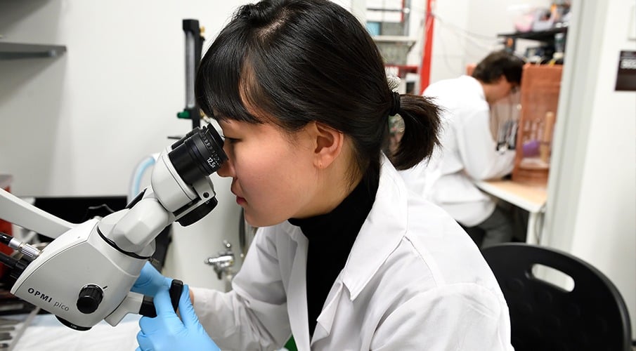 A female student works in the lab and looks into a microscope.