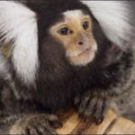 A marmoset is in this photo.