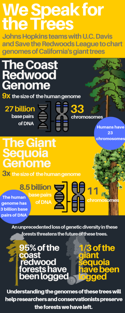 The infographic shows many facts and images regarding redwood trees.