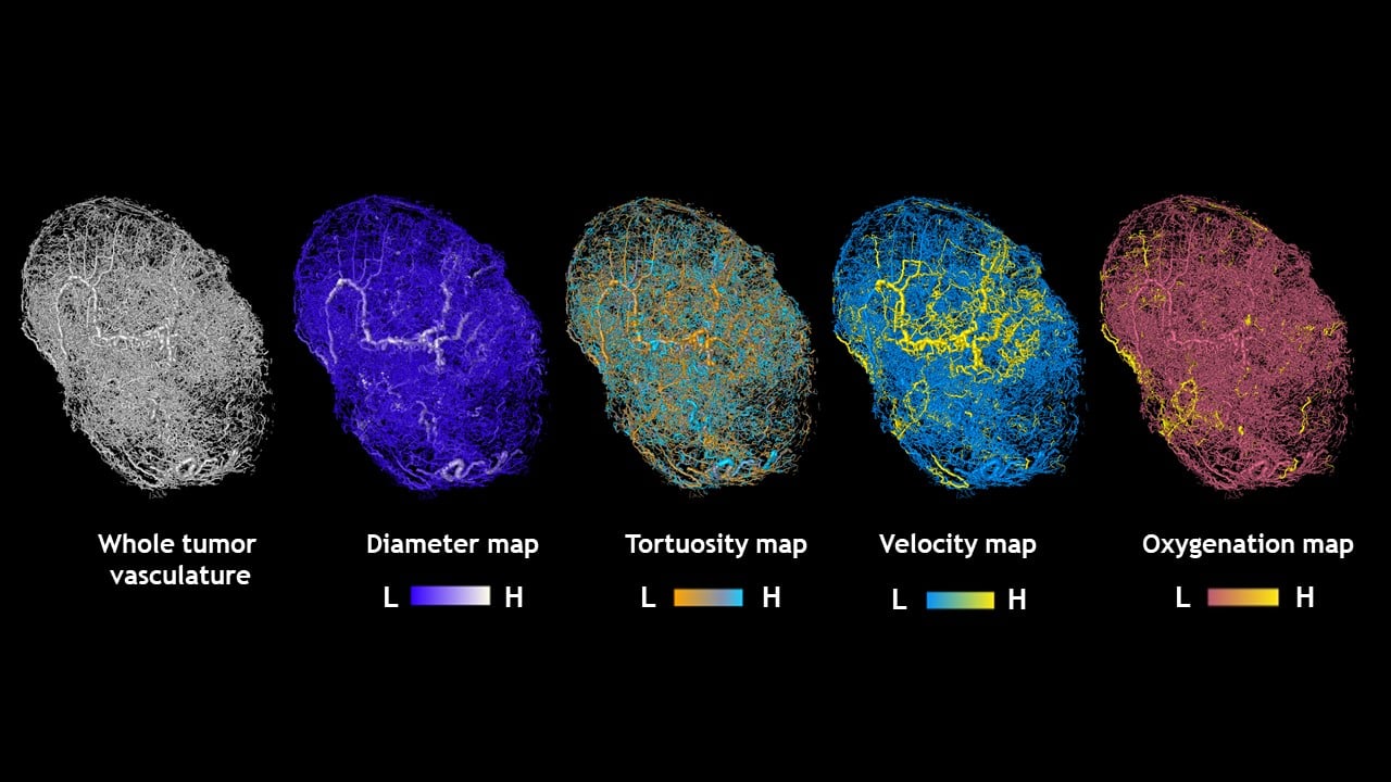 maps of tumors grown in mice.