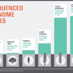 A computer image comparing the sizes of different plant genomes.