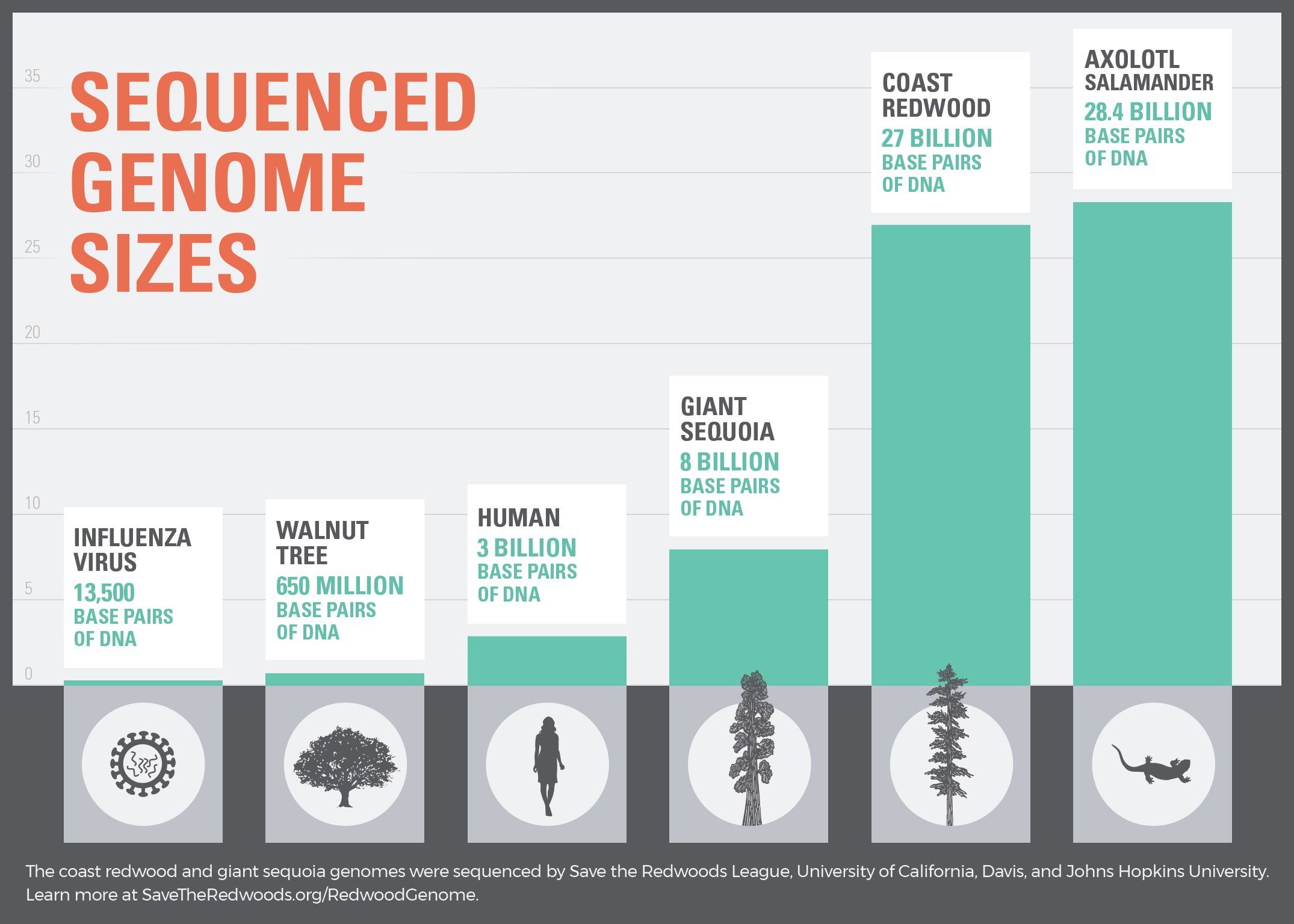 A computer image comparing the sizes of different plant genomes.