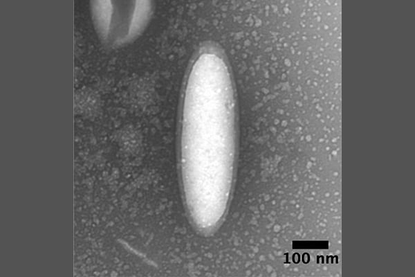 A microscope view of a red blood cell coated nanoparticle.