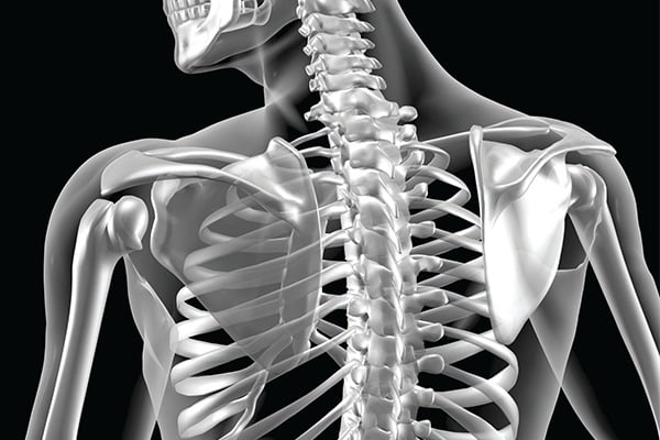 The image shows a computer rendering of a back x-ray.