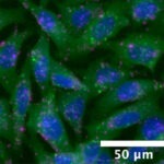 Microscope image of the cells used to test nanoparticles.
