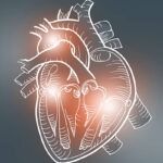 An illustration of a human heart appears on a gray background.