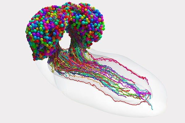A computer rendering of a neuron