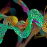 protein strand