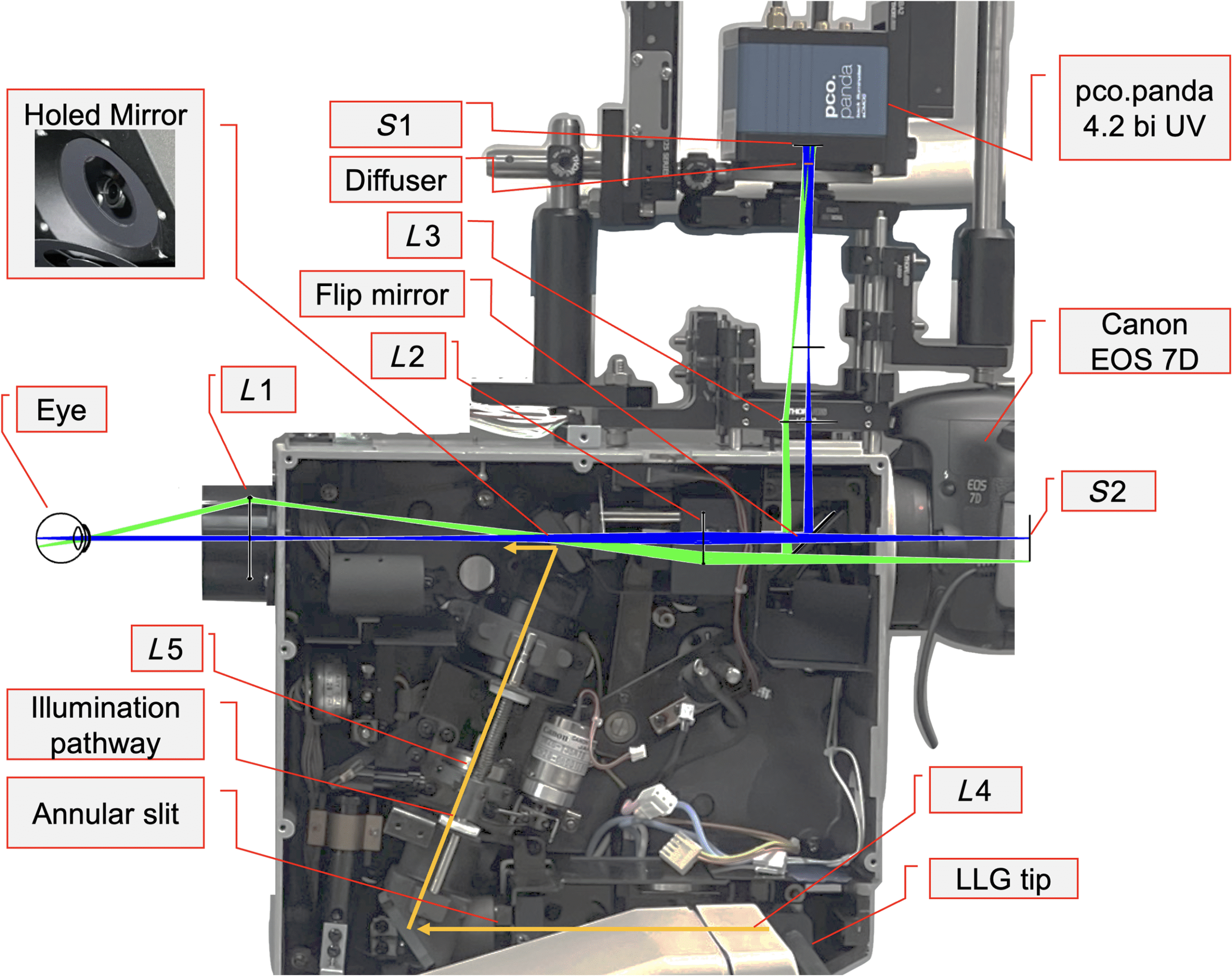 A photo of a modified Canon CR-DGi fundus camera, with labels that identify key parts and connections. The image shows the camera's internal components, including a special mirror and several lenses that help capture images of the eye. A diffuser camera and a Canon EOS 7D camera are also connected to the system. Color arrows illustrate how light travels through the setup. The camera is mounted on a base that allows for easy adjustments, and although it’s not shown, there is a chinrest to help keep the patient's head steady during imaging.