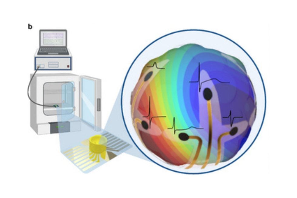 Diagram illustrating the flexible 3D microelectrode array (MEA) wrapping around a cardiac organoid to capture electrical signals, connected to a recording system.